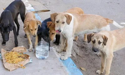 GHMC Ne Public Ko ‘Street Dog Feeder’ Banne Ke Liye invite kiya