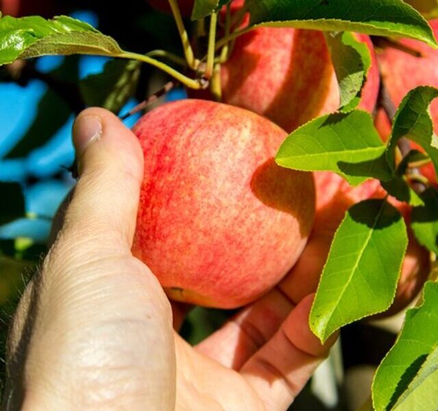 apple-picking