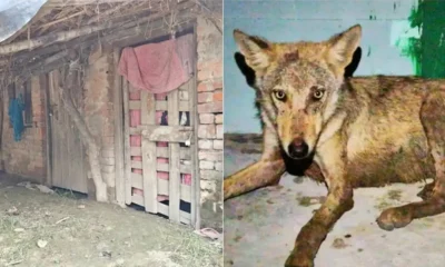 UP: Bahraich wolf attacks se zindagi thami, 9 dead, 24 injured