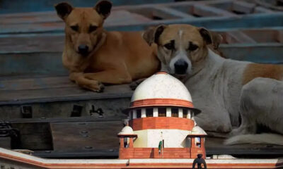 Stray dogs on Delhi NCR street amid Supreme Court order debate