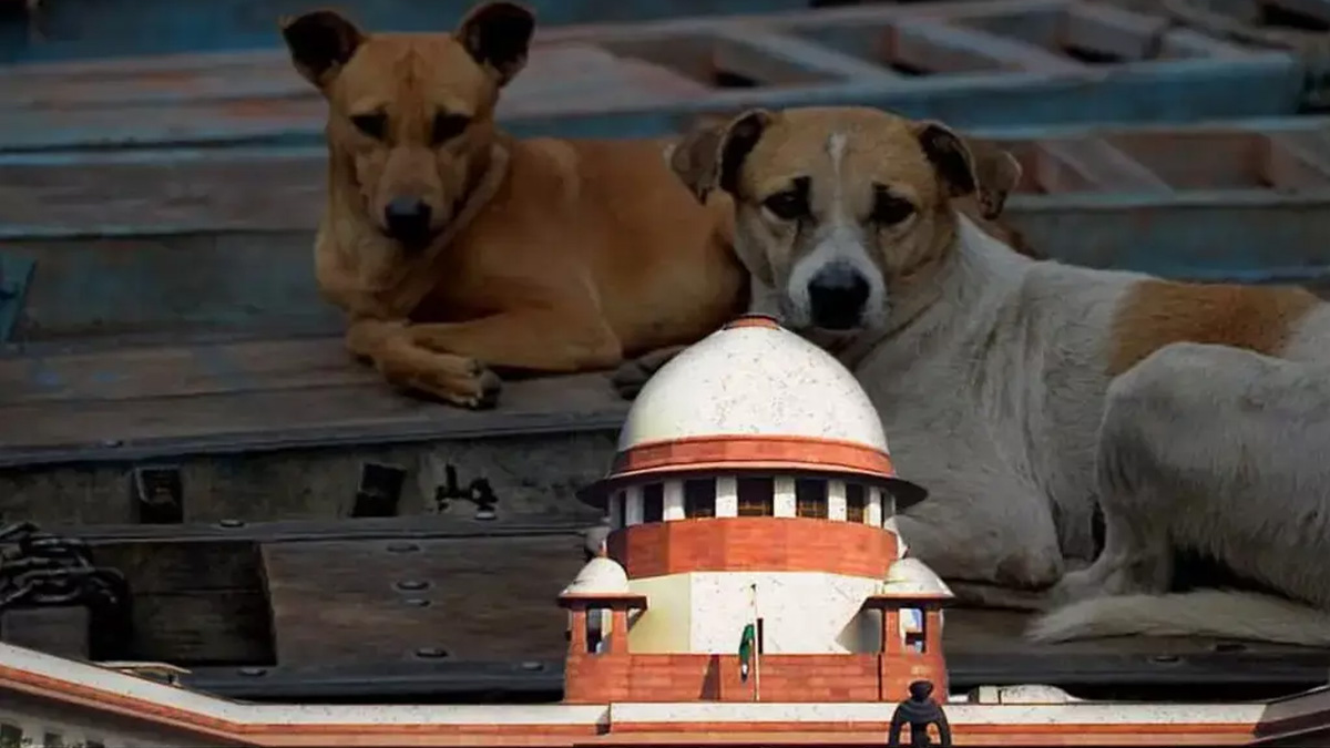 Stray dogs on Delhi NCR street amid Supreme Court order debate