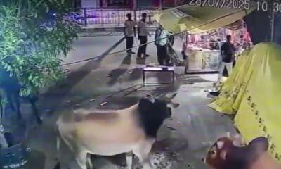 Bareilly: Saandon ki ladai mein chai ki dukaan tooti