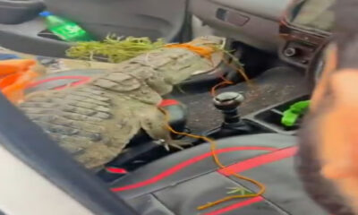 UP: Crocodile found in Shahjahanpur, people locked it in car