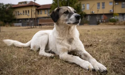 CJI BR Gavai reviews plea on stray dogs in Supreme Court