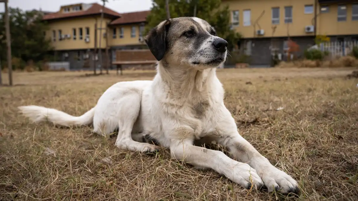 CJI BR Gavai reviews plea on stray dogs in Supreme Court